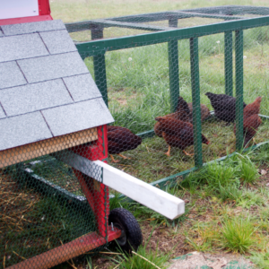 What is a Chicken Tractor and Do I Need One? Rural Mom