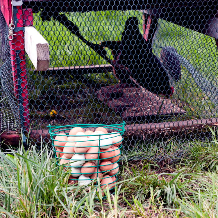 What is a Chicken Tractor and Do I Need One?