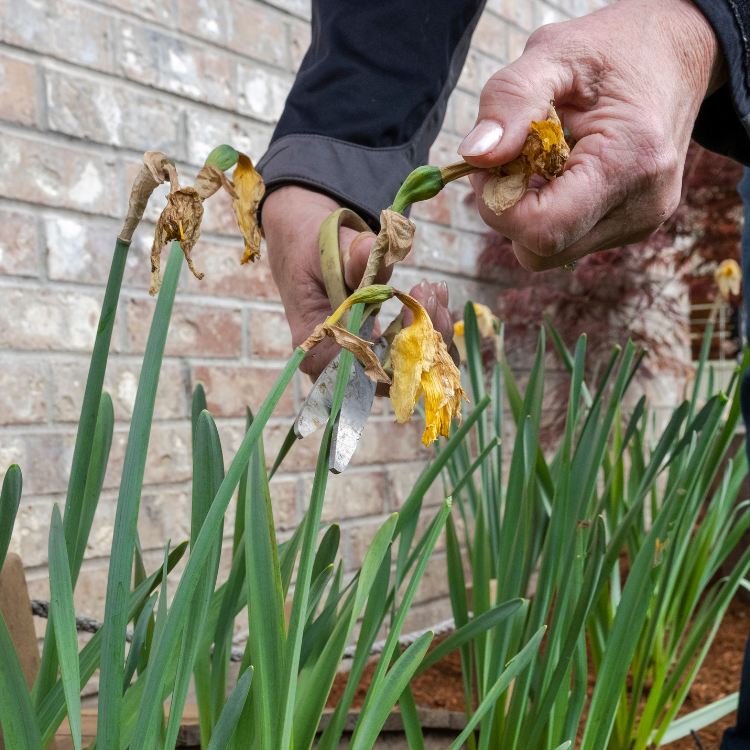 Planting Flower Bulbs in Spring: What You Need to Know