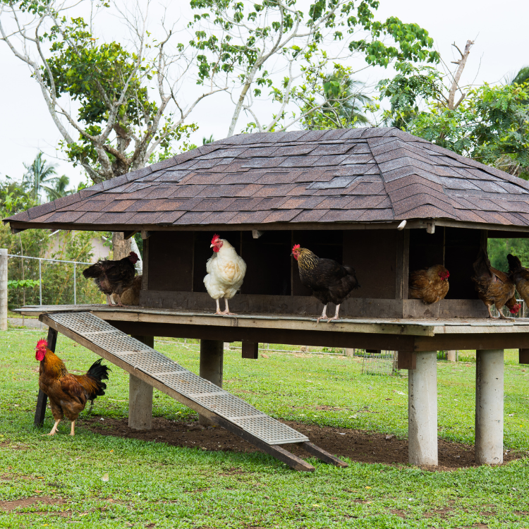 What is a Playhouse Chicken Coop and Do You Need One?