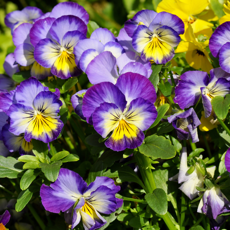 12 Best Flowers To Plant in Spring