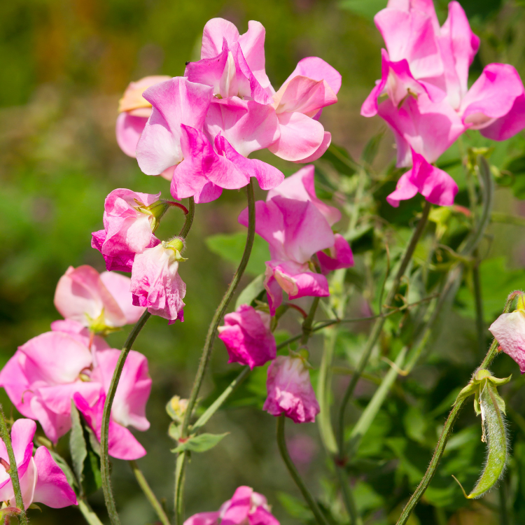 12 Best Flowers To Plant in Spring