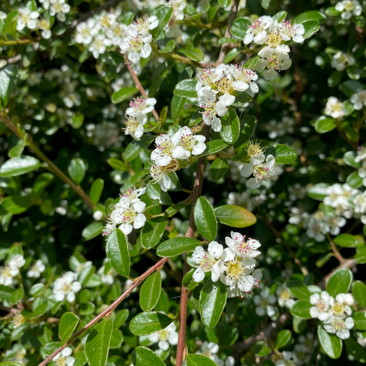 evergreen shrubs