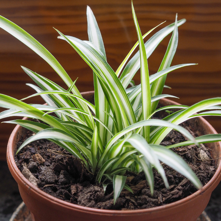 How to Plant Baby Spider Plants Rural Mom
