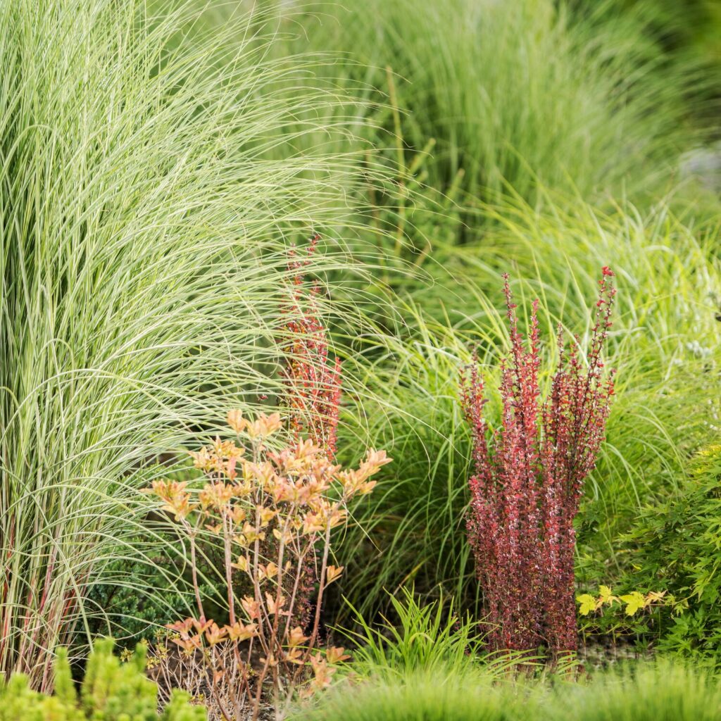 10 Best Low Maintenance Plants for Landscaping Your Home